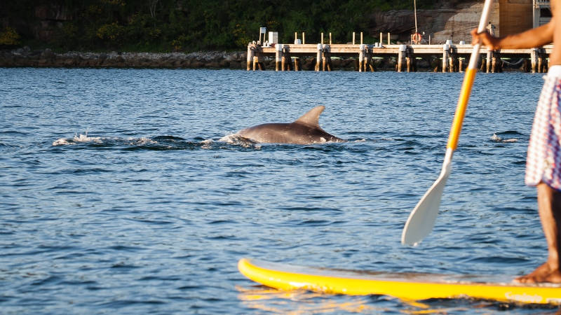 Get atop a Stand Up Paddle Board and explore Sydneys stunning Middle Harbour at your own pace!